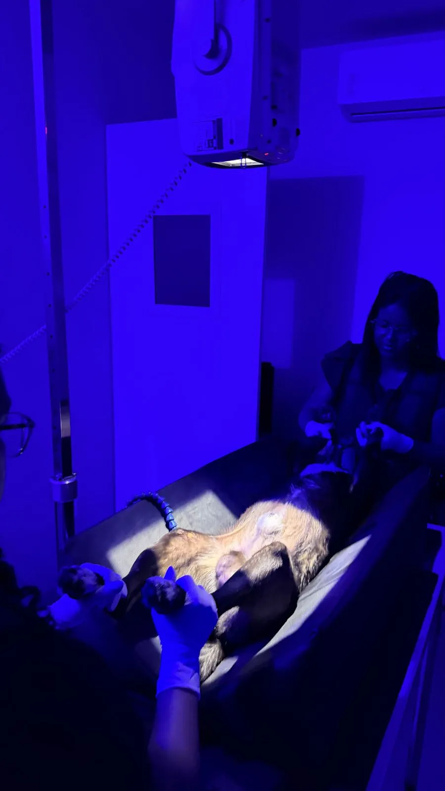 Exame de Raio-X Digital em um cão, deitado no aparelho, na sala de exames do iDvet