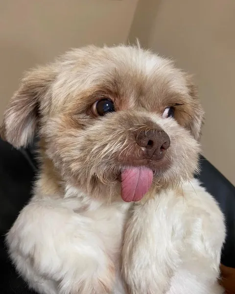 Cão shih-tzu de pelagem clara com a língua para fora