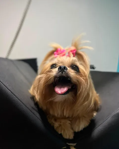 Cadela yorkshire com lacinho rosa na cabeça, sentada na cadeira