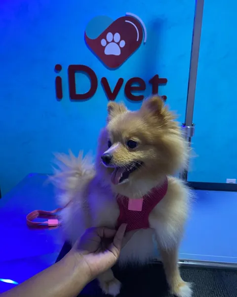 Cão lulu-da-pomerânia de peitoral rosa na clínica, com a logo do iDvet ao fundo
