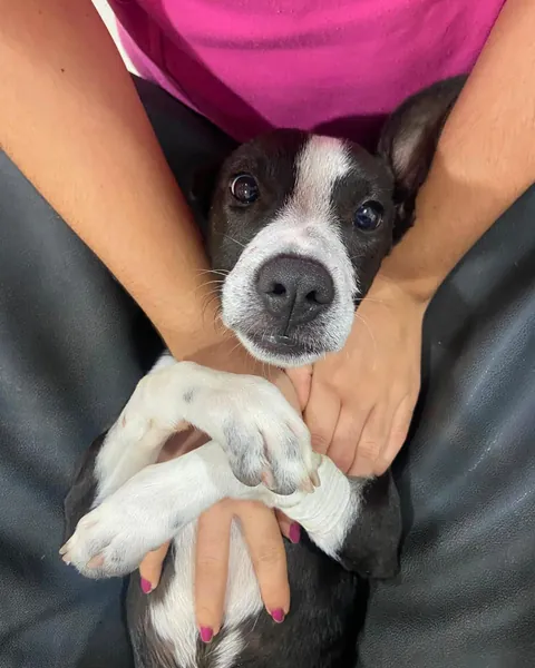 Cão preto e branco acolhido nos braços de uma profissional do iDvet