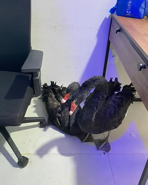 Cisne-negro, paciente silvestre, na sala de atendimento do iDvet