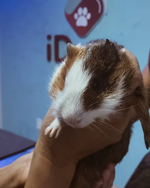 Porquinho-da-índia no colo, com a logo do iDvet ao fundo