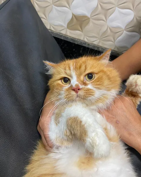 Gato persa laranja e branco sendo segurado com cuidado no colo
