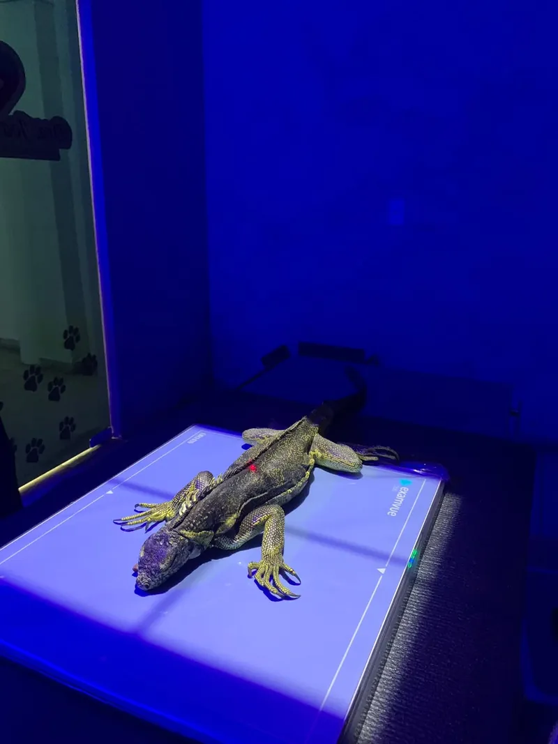 Iguana na mesa do aparelho de Raio-X Digital do iDvet