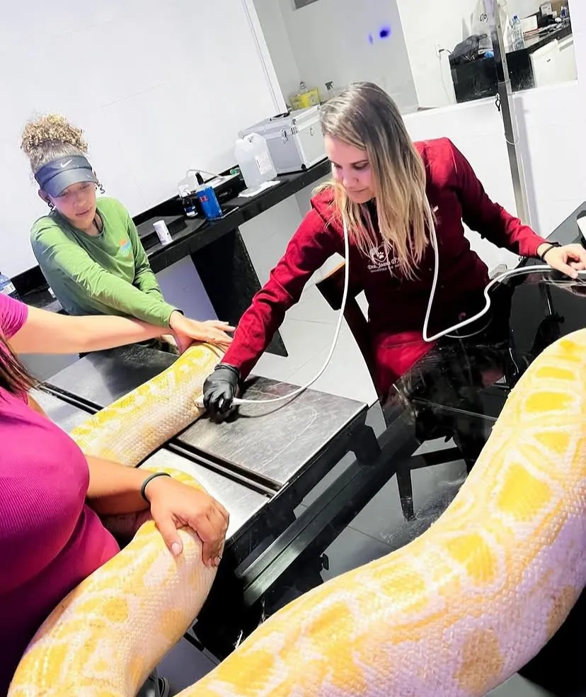 Equipe do iDvet examinando uma píton albina na mesa de atendimento